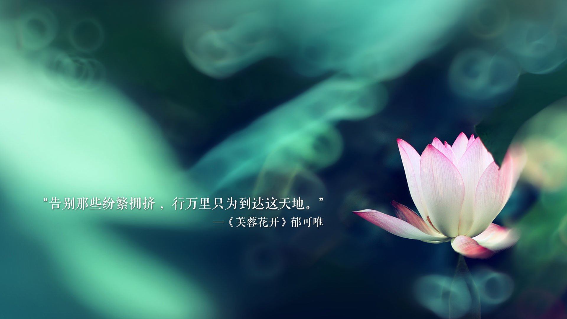 “美洲狮队奋勇拼搏,征战橄榄球冠军锦标赛”